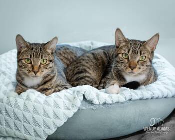 Poly and Ester - Bonded pair -  Domestic Short Hair Cat Available for Adoption in Quincy, Massachusetts - Poly And Ester - Bonded Pair | PetCurious