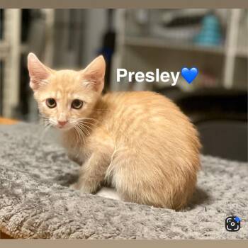 Presley -  Domestic Short Hair Cat for Adoption in Peachtree City, Georgia - Presley | PetCurious