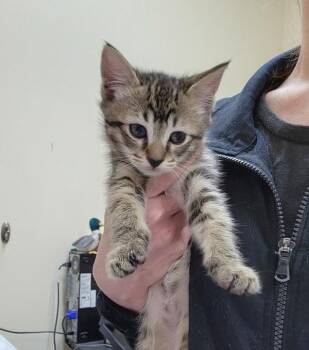 Domestic Short Hair Cats Available for Adoption in Kennewick, Washington - Glitter | PetCurious