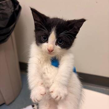 Gwen baby 3 -  Domestic Short Hair Cat for Adoption in Edinburg, Texas - Gwen Baby 3 | PetCurious
