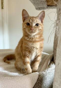 Pecan -  Domestic Short Hair Cat for Adoption in Reston, Virginia - Pecan | PetCurious
