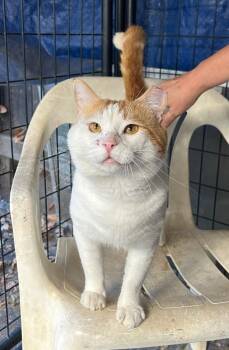 Chubby Checker -  Domestic Short Hair Cat for Adoption in Woodland, California - Chubby Checker | PetCurious