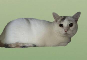Rescue Calico Cats for Adoption in Martinsburg, West Virginia - Risky | PetCurious