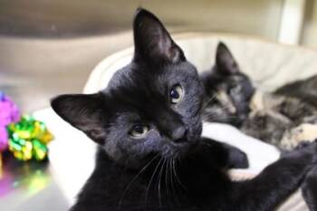Domestic Short Hair Cats Available for Adoption in Kansas City, Missouri - Binx | PetCurious
