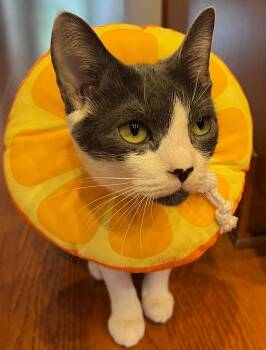 Domestic Short Hair Cats Available for Adoption in Indian Land, South Carolina - Serena | PetCurious