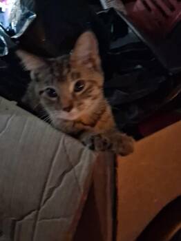 Tigger -  Tiger Cat Available for Adoption in Marlette, Michigan - Tigger | PetCurious