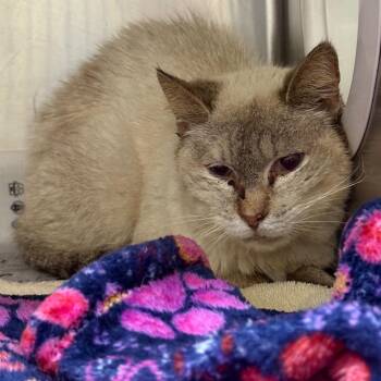Gummy Bear -  Siamese and Domestic Short Hair Cat for Adoption in Milton, Florida - Gummy Bear | PetCurious