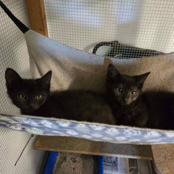 Remus -  Domestic Short Hair Cat for Adoption in Madison, Wisconsin - Remus | PetCurious