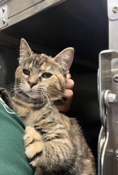 Domestic Medium Hair Cats Available for Adoption in Chico, California - Wasabi | PetCurious