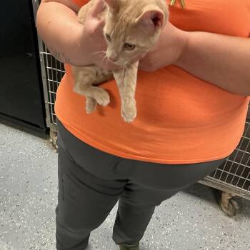 Domestic Short Hair Cats Available for Adoption in Saint Joseph, Missouri - Muffin | PetCurious