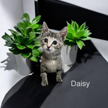 Rescue Domestic Short Hair Cats for Adoption in Stevensville, Michigan - Daisy | PetCurious