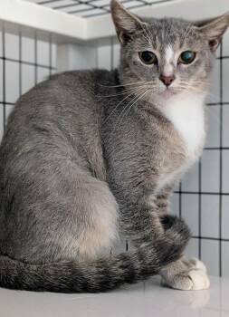 Peyton -  Domestic Short Hair Cat for Adoption in St. Augustine, Florida - Peyton | PetCurious