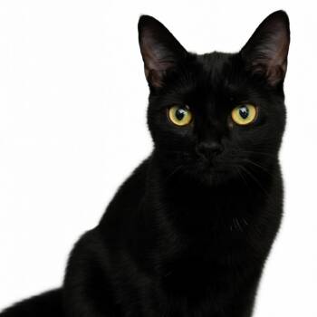 Domestic Short Hair Cats Available for Adoption in Houston, Texas - Calvin | PetCurious