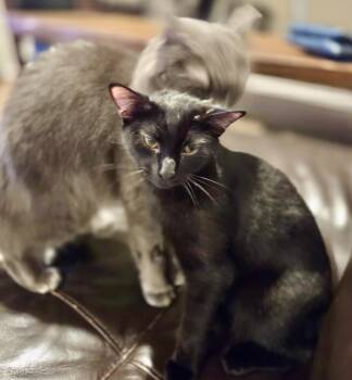 Taylor -  Bombay Cat for Adoption in Tustin, California - Taylor | PetCurious