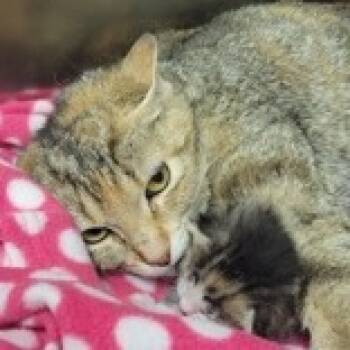 Rescue Domestic Short Hair Cats for Adoption in Gloucester, Virginia - Delphine | PetCurious