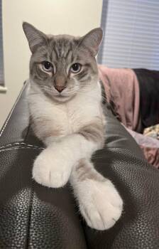 Domestic Short Hair Cats Available for Adoption in Millcreek, Utah - Socrates | PetCurious