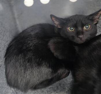 Domestic Short Hair Cats Available for Adoption - STORMY | PetCurious