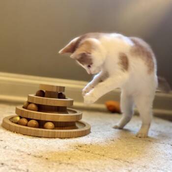 Butterscotch -  Domestic Short Hair Cat for Adoption in Fairfax Station, Virginia - Butterscotch | PetCurious
