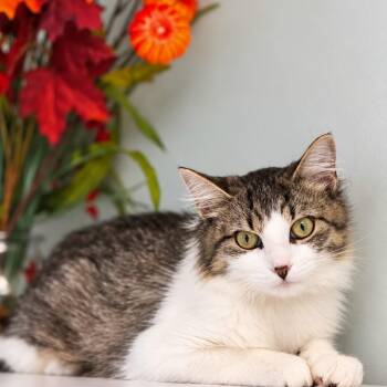 Berry -  Domestic Long Hair Cat for Adoption in Syosset, New York - Berry | PetCurious