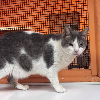 Dooley -  Domestic Medium Hair Cat Available for Adoption in Fulton, Texas - Dooley | PetCurious