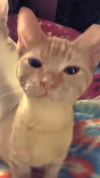 Domestic Short Hair Cats Available for Adoption in Ogden, Utah - Little Squirt | PetCurious