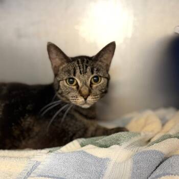 Lilyana -  Domestic Short Hair Cat for Adoption in Portage, Michigan - Lilyana | PetCurious