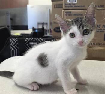 MICKEY -  Domestic Short Hair Cat for Adoption in San Antonio, Texas - MICKEY | PetCurious