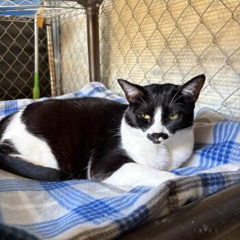 FRIDA KAHLO -  Domestic Short Hair Cat for Adoption in Joshua Tree, California - FRIDA KAHLO | PetCurious