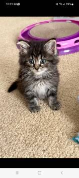 Button -  Domestic Long Hair Cat for Adoption in Lewis Center, Ohio - Button | PetCurious