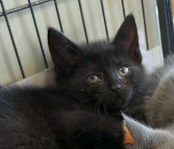 Black foot -  Domestic Short Hair Cat for Adoption in Parma, Ohio - Black Foot | PetCurious