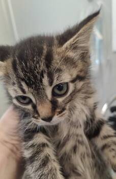 Domestic Short Hair Cats Available for Adoption in Lafayette, Indiana - Earhart (pink Collar) | PetCurious