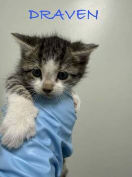 Domestic Short Hair Cats Available for Adoption in Evansville, Indiana - Draven | PetCurious
