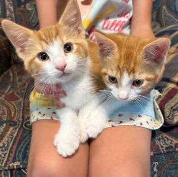 Peaches -  Domestic Short Hair Cat for Adoption in Wheaton, Illinois - Peaches | PetCurious