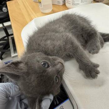 HAN -  Domestic Short Hair Cat for Adoption in Rancho Cucamonga, California - HAN | PetCurious