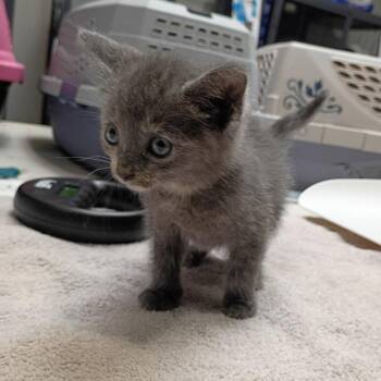 Rowan -  Domestic Short Hair Cat for Adoption in Dallas, Texas - Rowan | PetCurious
