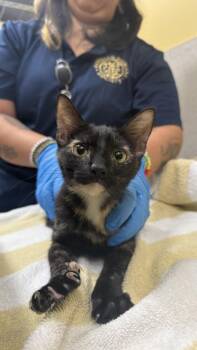 Yerba -  Domestic Short Hair Cat for Adoption in Honolulu, Hawaii - Yerba | PetCurious