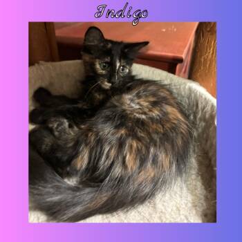 Rescue Domestic Long Hair Cats for Adoption in Vacaville, California - Indigo | PetCurious