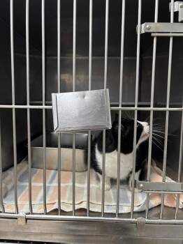 DJ Oreo McFlurry (FIV+) -  Domestic Short Hair Cat for Adoption in Plymouth, Michigan - DJ Oreo McFlurry (FIV+) | PetCurious