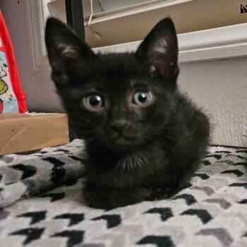 Rescue American Shorthair Cats for Adoption in Escondido, California - Whiskey | PetCurious