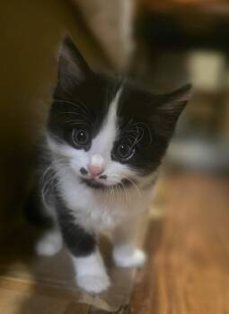 Al Capone -  Domestic Medium Hair Cat Available for Adoption in Kennewick, Washington - Al Capone | PetCurious