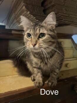 Dove -  Domestic Long Hair Cat for Adoption in Plumerville, Arkansas - Dove | PetCurious