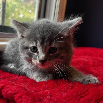 Athos -  Domestic Short Hair Cat for Adoption in Middletown, New York - Athos | PetCurious