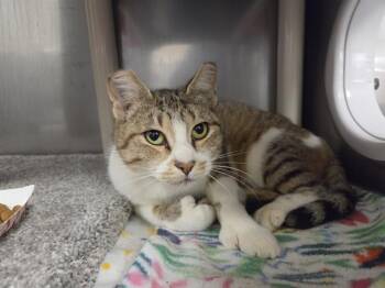 PRIMA -  Domestic Short Hair Cat for Adoption in Kent, Washington - PRIMA | PetCurious