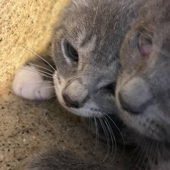 Piper -  Domestic Short Hair Cat for Adoption in Philadelphia, Pennsylvania - Piper | PetCurious