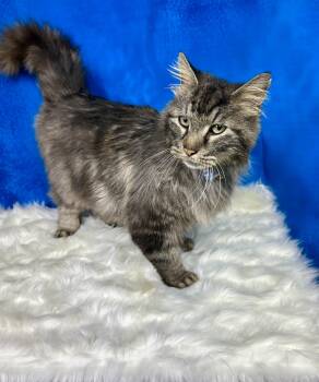 Maine Coon and Domestic Long Hair Cats Available for Adoption - Bear | PetCurious