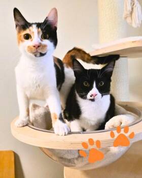 Domestic Short Hair Cats Available for Adoption - Esperanza | PetCurious