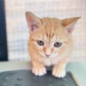 Hoot -  Domestic Medium Hair Cat for Adoption in Taos, New Mexico - Hoot | PetCurious