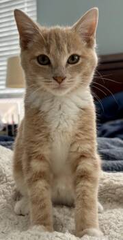 Rescue Tabby Cats for Adoption in Trophy Club, Texas - Fozzie Boo | PetCurious