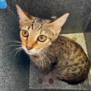 Gilly -  Domestic Short Hair Cat for Adoption in Birmingham, Alabama - Gilly | PetCurious