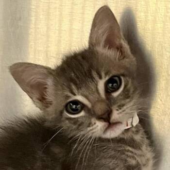 Head -  Domestic Short Hair Cat for Adoption in Walnut Creek, California - Head | PetCurious